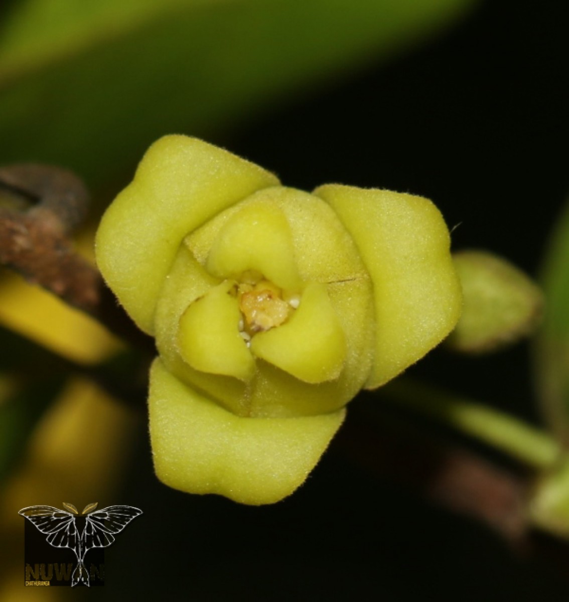 Alphonsea lutea (Roxb.) Hook.f. & Thomson